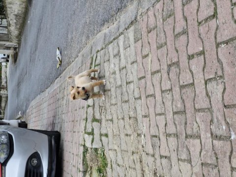 Ücretsi minyatür pinscher yavru erkek