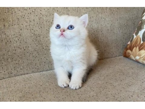 Dünyalar güzeli british shorthair yavrular