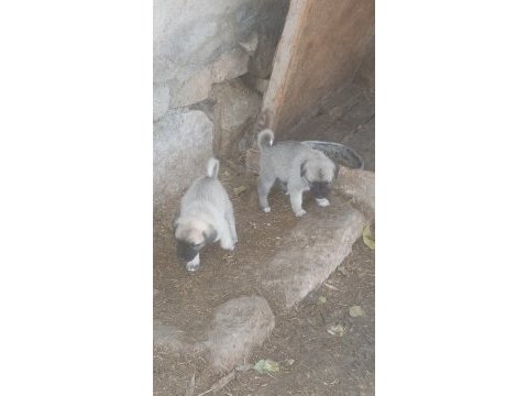 Kangal sivastan alınır kalite ayı boğanlar