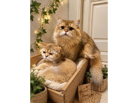 Shorthair ve longhair british golden yetişkin