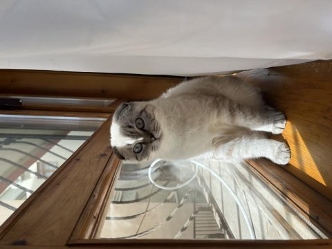 3 aylık dişi scottish fold