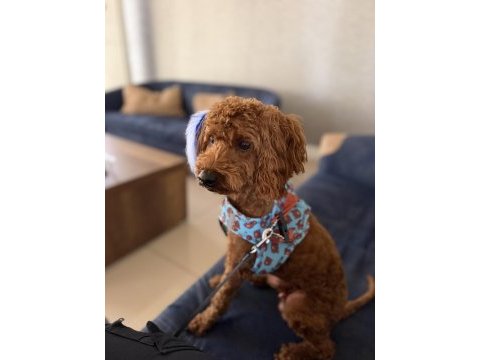 1 yaşında tam bir evcimen küçük poodle kafimizi