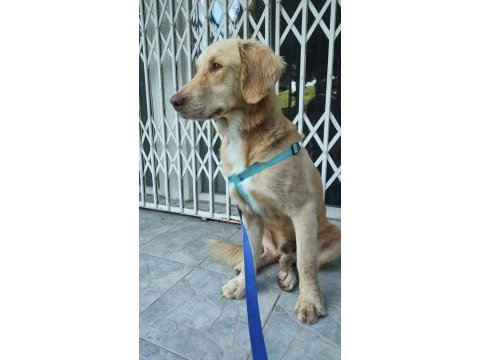 Çok acil 1 yaşında golden retriever