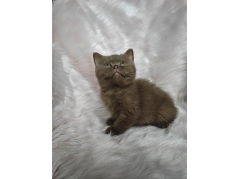 Cinnamon dişi british shorthair