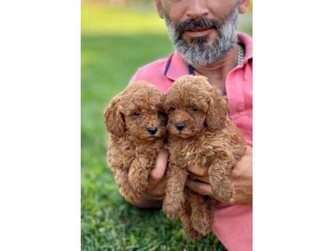 Toy poodle kıvırcık tüylü ıslak burunlar