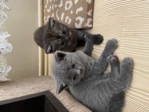 British shorthair erkek ve dişi