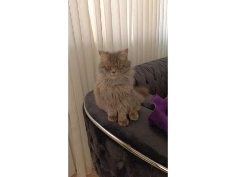 Nadir bulunan whiskas kürklü british