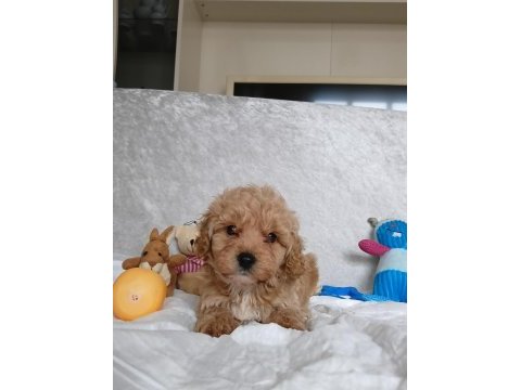 Poodle kalitesinde maltipoo yavrular