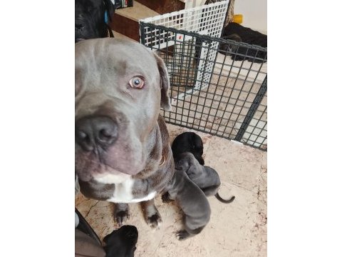 Sırbistan şampiyon torunları cane corso