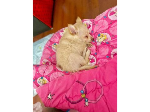Pomeranian spitz
