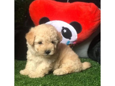 Dünya tatlısı maltipoo yavruları