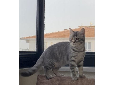 British shorthair silver tabby