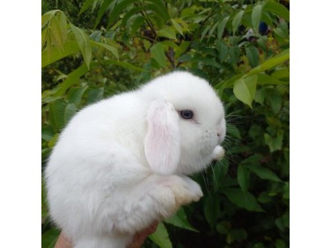 Mini lop tavşan yavruları