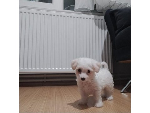 0 numara maltese terrier 2 aylık
