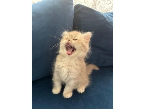 Yavru british longhair erkek