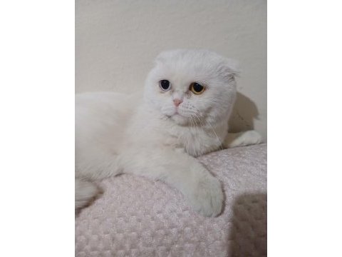 Scottish fold kedimiz 1 yaşında