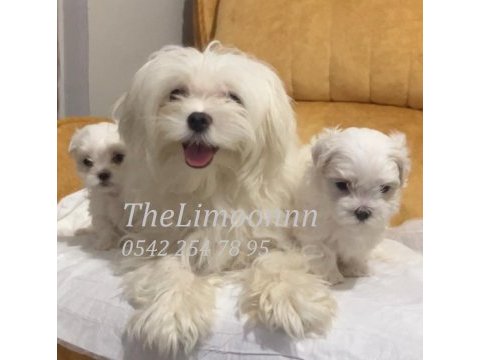 Veteriner hekim kontrolünde maltese terrier yavruları
