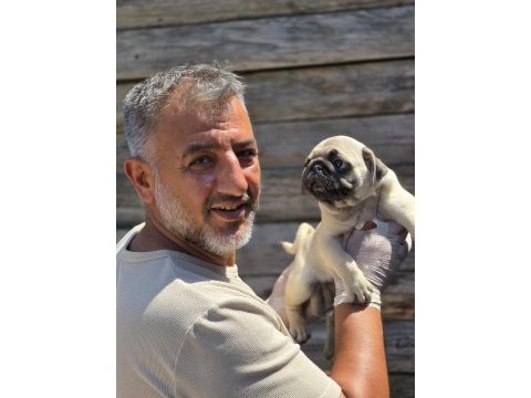 Mükemmel kalitede pug mops yavruları burkemden