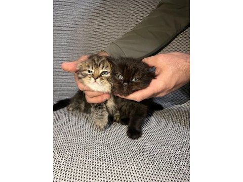 Tatlı scottish fold yavrularımız