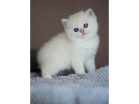 En saf beyaz british shorthair ns1133