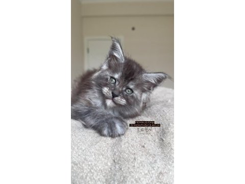 Türkiyenin her yerine teslim xxl maine coon yavruları