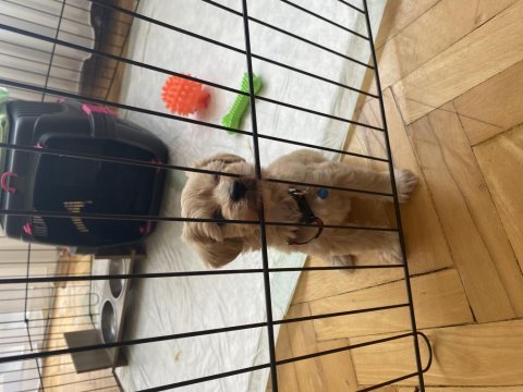 Maltipoo 55 günlük dişi uysal tüy dökmez koku yapmaz