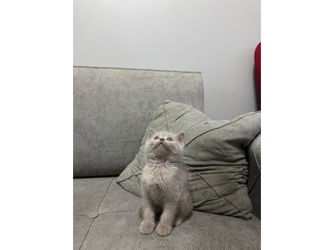 Scottish fold yavrular