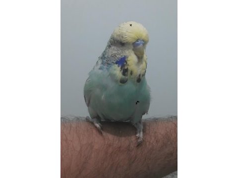 Show jumbo muhabbet kuşu erkek
