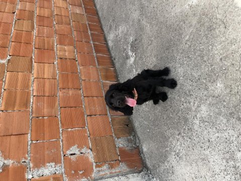 Safkan ingiliz cocker