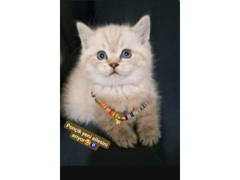 Safkan british shorthair
