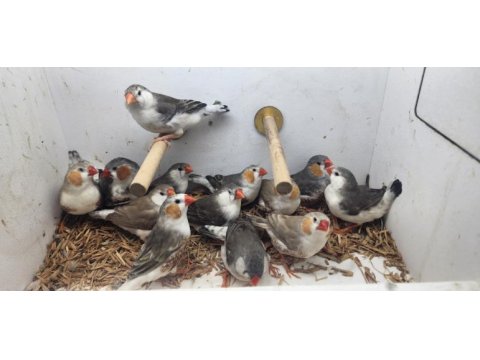 10 takım genç iri boy penguen zebra finch
