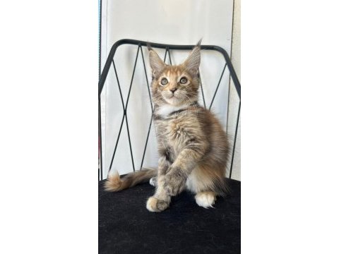 Black tortie güzeli ısabella maine coon