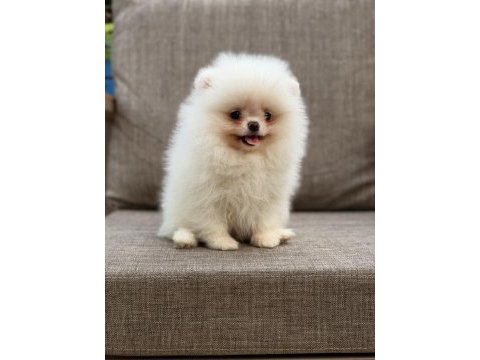 Pomeranian boo köpeğimiz orjinal