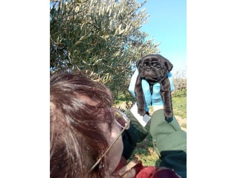 Sıyah black pug yavrularımız