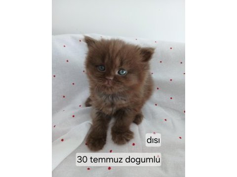 Çikolata fawn ve cinnemon bicolor kedimiz