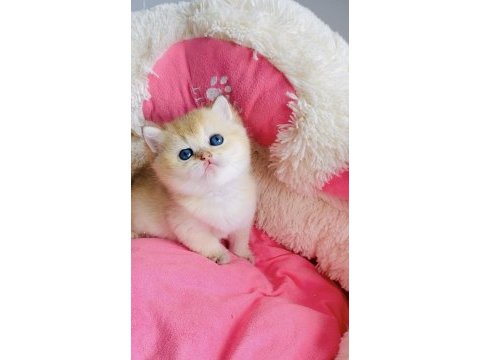 Değerinin altında show kalite golden british shorthair