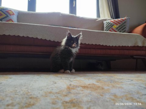 3 aylık yavru dev maine coon pasaport çip şecere