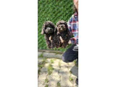 Korea kanı siyah inci toy poodle bebekler