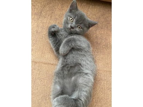British shorthair yavrular