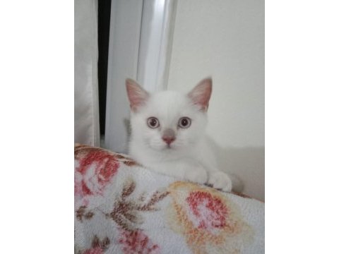 2,5 aylık kızımız british red point