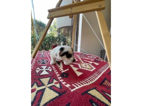 Jack russell köpeğimiz