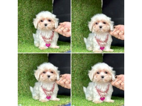 Çok tatlı teacup maltese yavrular