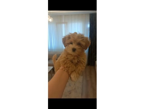 2 aylık dişi maltipoo