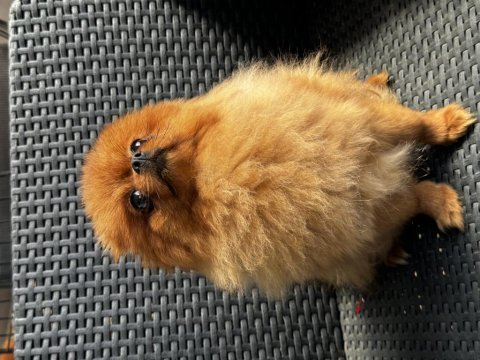 Barbie pomeranian kızımız dişi tuvalet eğitimi var