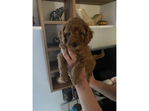 Toy poodle yavrularım orijinal ev üretimi