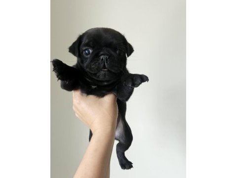 Pug mops yavruları
