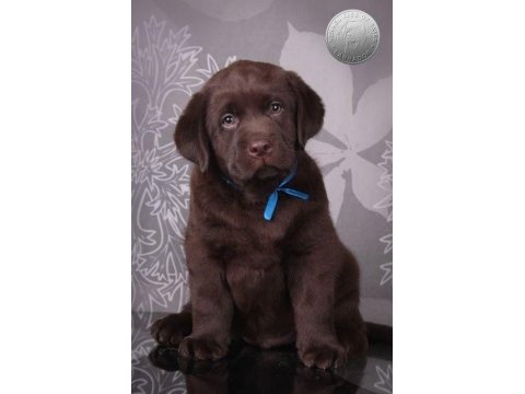 Şecereli labrador retriever