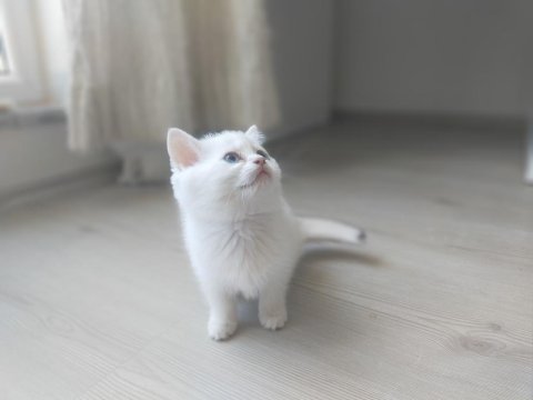 Pamuk prensesler british shorthair