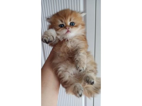 British longhair safkan ponçik