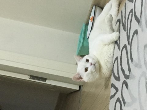 Kızımın yavruları oldu british shorthair